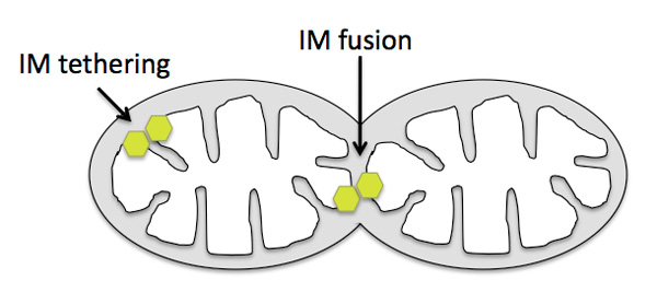 A schematic shows the difference between protein-mediated tethering within a single mitochondrion and fusion that occurs between two different mitochondria.