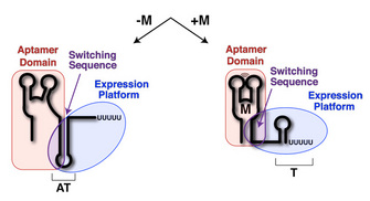 Two side-by-side schematics show the secondary structure of a riboswitch when metabolite is not bound and when metabolite is bound.
