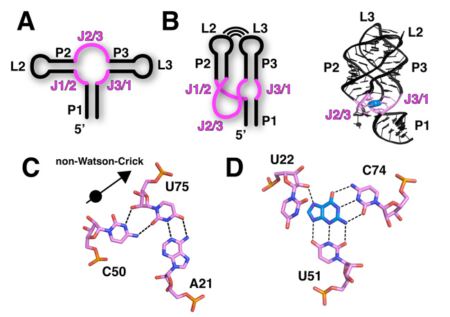 A five-panel schematic series shows the structure of a purine riboswitch. The first three panels are on the top row, and they show: the universal secondary structure of a purine riboswitch (A), the folding interaction that occurs between the structure's looped regions (B, left), and its folded, three-dimensional crystal structure (B, right). On the bottom row, two panels show tertiary structures. C shows a ligand-binding pocket. An arrow indicates two helices that compose the pocket are held together by unusual non-Watson-Crick interactions. Panel D shows the interaction that occurs when a ligand induces a change in shape after binding to a J2/3 domain. Three positions are labeled on the structure: U22, C74, and U51.