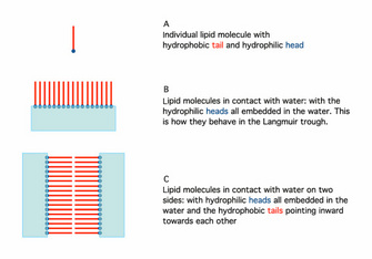 A three-panel schematic depicts a single phospholipid molecule as a red line with a blue circle at one end. The blue circle represents the hydrophilic head of the molecule, and the red line represents the two hydrophobic tails. A single phospholipid molecule is shown in panel A. In panel B, seventeen phospholipid molecules are shown interacting with water, which is represented by a horizontal blue rectangle. The phospholipids are tightly packed and lie on top of the water. The hydrophilic heads of the phospholipids are in contact with the surface of the water, and their hydrophobic tails extend vertically upward away from the water. Panel C shows how the phospholipids form a bilayer when they are sandwiched between water on two sides. Water is shown as a blue, vertical rectangle on both the right and left side, and thirty-four phospholipid molecules are arranged in a bilayer between the two layers of water. Seventeen of the phospholipid molecules have heads in contact with the water on the right, and seventeen have heads in contact with the water on the left. The fatty acid tails are arranged horizontally and face the middle where their ends meet.