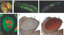 A photograph montage shows four examples of RNAI-mediated gene silencing. In the photograph in panel A, fluorescent red color has replaced the fluorescent green color in a plant leaf. The leaf is light green against a black background; however, the central vein that bisects the leaf in two halves is bright red. Two photographs (panels B and C) show a transparent nematode against a black background. The RNA-treated nematode in the left-hand photo is filled with fluorescent green spots. The control nematode in the right-hand photo is dark grey, and contains only a small amount of fluorescent green color. In panel C, a multi-nucleated circular cell against a black background contains between four and six red circles surrounded by fluorescent green webbing; the red circles represent the DNA inside each nucleus, and the fluorescent green webbing represents the microtubule protein tubulin. Two photographs in panel D show a magnified fruit fly eye. The eye in left-hand photo is white. The eye in the right-hand photo is red.