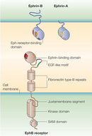 A schematic illustration shows two plasma membranes from two different cells arranged horizontally, with the extracellular space located between the two plasma membranes. An ephrin-B ligand and an ephrin-A ligand are embedded side-by-side in the top plasma membrane. Embedded in the lower plasma membrane is an EphB receptor, with various structural regions labeled.