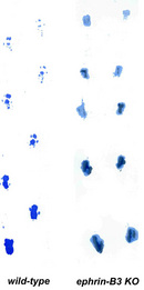 A photograph shows two sets of tracks left by normal and ephin-B3 knockout mice. Their paws were marked with blue paint, and their paw prints were observed after they walked across a platform. The tracks on the left side are from a wild-type mouse and show a normal gait with alternating paw prints. Each right paw print is farther ahead of the preceding left paw print, and each left paw print is farther ahead of the preceding right paw print. The tracks on the right side are from a mouse with an ephrin-B3 knockout mutation, and they show an abnormal gait with symmetrical paw prints. The left and right paw prints are aligned with each other at every step, suggesting that the mouse is not taking normal steps, but is instead hopping with its hind legs.