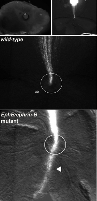 A series of black and white photomicrographs show the retinas of wild-type and ephrin B mutant late-stage mouse embryos. The nerves that have been injected with the Dil dye appear fluorescent white against a black or grey background. The top left panel shows a side view of the head of a late-stage mouse embryo. A small white dot at the top of the eye marks where the Dil dye was injected in the retina. The top right panel shows labeled axons projecting downward. There is a bright white spot at the top of the photograph, and axons trail down from it, converging at a point in the center of the image. The middle panel shows a magnified view of labeled axons from a wild-type mouse. The axons look like many fuzzy lines that extend downward and toward each other. The lines merge at the optic disk (OD). In the ephrin-B mutant retina, the nerves travel from the top of the photomicrograph’s frame but do not terminate when they reach the optic disc. Instead, they extend below and slightly to the left of the optic disk.