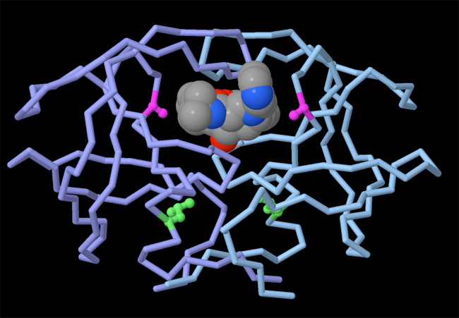 A digital model shows the atomic structure of HIV protease, represented as a network of bent pipes. The left side of the protein complex is represented by purple tubes and is a mirror image of the right side of the complex, represented by light blue tubes. Where the purple and blue protein chains meet at the center of the structure, a complex of grey, dark blue, and red spheres occupies empty space between the protease chains. A magenta protrusion on the purple protein chain is shown in a reversed position on the corresponding region of the light blue protein chain opposite. A more complex green protrusion located on a different region of the purple protein chain is shown in a reversed position on the corresponding region of the light blue protein chain opposite.