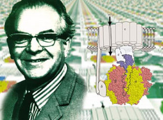 A black and white photograph of the scientist Peter Mitchell is shown alongside a schematic of ATP synthase, a membrane-bound protein complex that is found in mitochondria, chloroplasts, and bacteria. Some of the ATP synthase subunits are embedded in the membrane, and others extend into the space outside the membrane. An arrow pointing from the one side of the membrane to the other side illustrates the movement of protons.