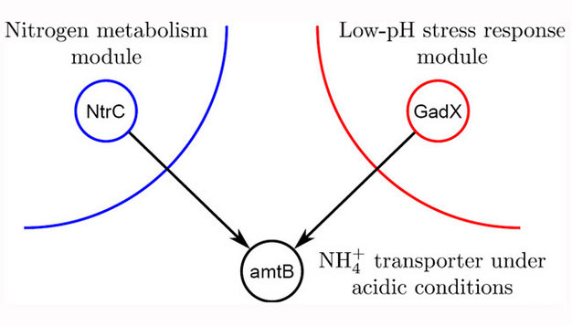 A diagram shows that the intermodular gene, AMTB, integrates signals from two different modules: the nitrogen metabolism module and the low-PH stress response module. The nitrogen metabolism module is shown on the left and is represented by the bottom portion of a large, blue circle. A smaller, blue circle within this module is labeled NTRC, which is a general regulator of the nitrogen assimilation pathway. The low-PH stress response module is on the right and is represented by the bottom portion of a large, red circle. Within this module is a smaller red circle labeled GadX, which is one of the central regulators of the glutamate-dependent acid resistance system. Outside the two modules is a small black circle labeled AMTB, which is an ammonium (NH4+) transporter under acidic conditions. The integration of the two modules is shown by two black arrows that converge at AMTB: one points from NTRC to AMTB, and a second points from GadX to AMTB.
