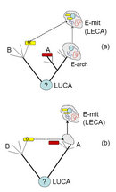 Two simplified phylogenetic tree diagrams show two alternative scenarios that could explain how eukaryotic cells evolved. In both diagrams, a circle with a question mark drawn inside of it at the origin of each tree is labeled LUCA, representing the last universal common ancestor. Schematic illustrations are used to represent important ancestors along the tree.