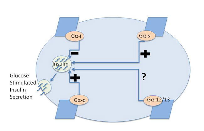 A schematic diagram shows the generalized effects of GPCRs on insulin secretion based on their coupling to four different types of G-alpha subunits. Insulin secretion tends to be increased by GPCRs that signal through the G-alpha-q and G-alpha-s pathways, and insulin secretion is generally inhibited by GPCRs that signal through the G-alpha-i pathway. Signaling through the G-alpha-12/13 pathway has an unknown effect, as represented by a question mark.