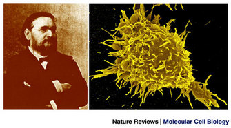 A sepia-toned photograph of the scientist Ilya Metchnikoff is shown beside a scanning electron micrograph of a phagocyte. Ilya Metchnikoff wears a black suit jacket over a white collared shirt with a black bowtie. He has a thick mustache and beard, and his arms are folded across his chest. The phagocyte in the adjacent panel is a macrophage. It appears fluorescent yellow against a black background. The cell is spherical and is covered with spikey finger-like projections.