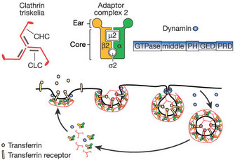 A schematic diagram shows the steps of clathrin-mediated endocytosis, including the formation of a clathrin-coated pit, the release of a clathrin-coated vesicle, and the recycling of components. The diagram also includes enlarged illustrations of some of the protein components of this pathway, including a clathrin triskelion, adaptor complex 2, and dynamin.