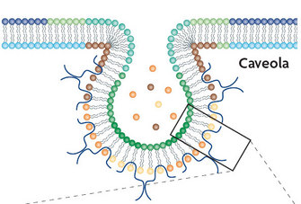 A schematic illustration shows the structure of a caveola, which is a pit in the plasma membrane that is composed of lipids and caveolin protein.