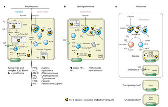 A three-part schematic diagram shows the pathways, proteins, and protein complexes that function in mitochondria, hydrogenosomes, and mitosomes. The mitochondria illustration is split into two halves to represent aerobic and anaerobic mitochondrial pathways. Rectangles with rounded corners represent the outlines of the organelles, and circles represent various proteins. Arrows and simple lines show the progression of the pathways. Text underneath each organelle indicates organisms that have specific proteins.