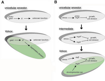 A two-part schematic shows how physiological pathways in a unicellular ancestor could have been altered to perform different developmental functions in Volvox. Panel A shows the evolution of the gls-A pathway. Panel B shows the evolution of the regA pathway. In both panels, beige ovals represent the original pathways, which are present in both the unicellular ancestor and in Volvox. Green ovals represent the new pathways that are present in Volvox. The basic steps of the pathways are superimposed over the ovals.