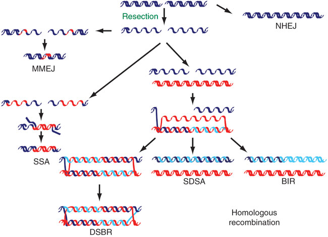 A schematic diagram shows six mechanisms of DNA double-strand break repair. DNA molecules are each depicted as two horizontal, parallel, coiled strands. Arrows between DNA molecules connect double-stranded breaks to a corresponding repair mechanism. DNA strands are either dark blue, red, light blue, or a combination of colors. Dark blue regions represent original DNA. Red regions represent homologous DNA. Light blue regions represent newly-synthesized DNA.
