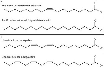 The structural formulas of essential and nonessential fatty acids are compared in a two-panel diagram. In panel A, the monounsaturated fat, oleic acid is shown above the saturated fatty acid, stearic acid. In panel B, the polyunsaturated fats linoleic acid and linolenic acid are shown.