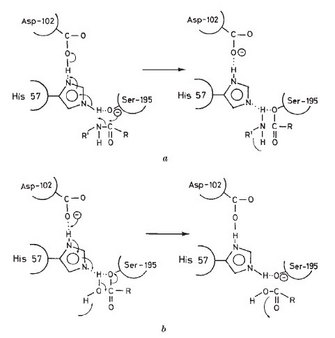 A two-part chemical pathway diagram shows how chymotrypsin cleaves a protein substrate by first undergoing an acylation reaction that results in the formation of an intermediate structure and then undergoing a deacylation step to release chymotrypsin and return it to its original state. Three amino acid residues in chymotrypsin — histidine 57 (His-57), aspartate 102 (Asp-102), and serine 195 (Ser-195) — play a key role in the acylation and deacylation steps. The first panel shows the structures of the three key chymotrypsin residues and the peptide bond it cleaves before and after the acylation reaction, and the second panel shows these structures before and after the deacylation step. The carbon, oxygen, nitrogen, and hydrogen atoms are shown in each chemical structure, and R-groups associated with the cleaved peptide bond are shown. The His-57, Asp-102, and Ser-195 residues of chymotrypsin are represented in each structure by their three-letter abbreviations enclosed by a curved line.