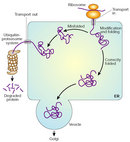 A schematic illustration shows the alternative pathways followed by either a misfolded protein or a correctly folded protein in the endoplasmic reticulum (ER). A newly synthesized protein is transported from a ribosome into the ER lumen. If it is folded correctly, the protein enters a vesicle that buds off from the ER and is transported to the Golgi. If it is misfolded, the protein is transported out of the ER into the cytosol where it enters the ubiquitin-proteasome system and is degraded.