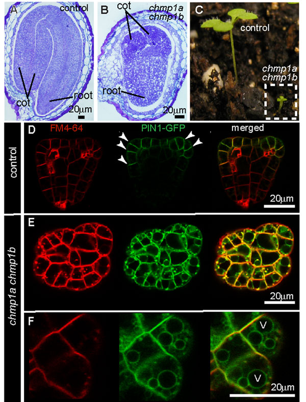 A series of photographs shows how chmp1a/chmp1b double mutants differ from wild-type Arabidopsis plants. Cross sections of embryos, a photograph of seedlings, and fluorescence microscopy images of embryos all show alterations in Arabidopsis development. The size, morphology, and protein distribution are affected in the mutant plants.