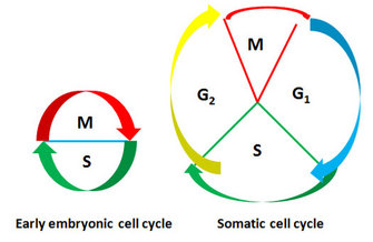 A circular diagram is composed of four curved arrows, each representing a phase of the somatic cell cycle. A second circular diagram, adjacent to the first, is composed of two curved arrows: a red arrow forms the top half of the circle and a green arrow forms the second half of the circle. The arrows represent the two phases of the early embryonic cell cycle.