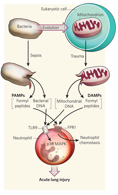 A schematic shows compounds released by bacteria and mitochondria activating a neutrophil in the inflammatory response. The left side of the diagram shows the release of PAMPs from a bacterium in sepsis. The right side of the diagram shows the release of DAMPs from a eukaryotic mitochondrion in response to trauma.