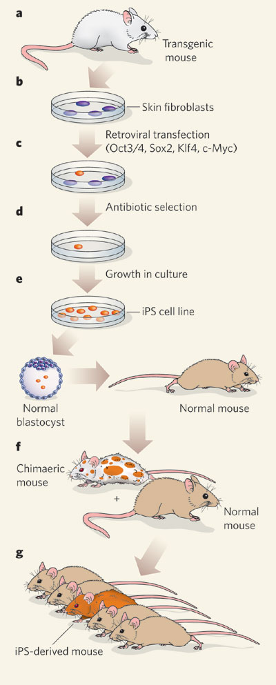 A schematic diagram shows how researchers created induced pluripotent stem cells from a somatic cell line. Illustrations of mice and petri dishes are used to show the process in seven panels labeled A through G.