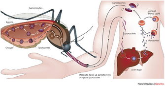 A schematic of an enlarged mosquito feeding from the arm of a human body shows the stages of the Plasmodium falciparum life cycle. Plasmodium cells are transmitted from the mosquito to the human, and the infected human also transmits Plasmodium cells to the mosquito. The stages in both organisms are shown as illustrations of cells with arrows between them. The liver is shown in the human body, because it plays a key role in the infection cycle.