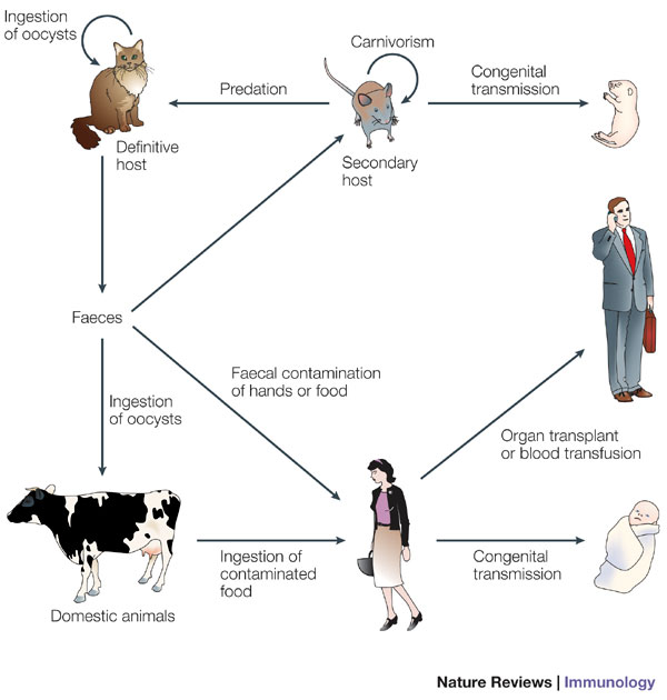 A diagram with illustrations of animals and people shows the ways in which Toxoplasma gondii can be transmitted to various hosts, including cats, humans, rodents, and domestic animals such as cows.