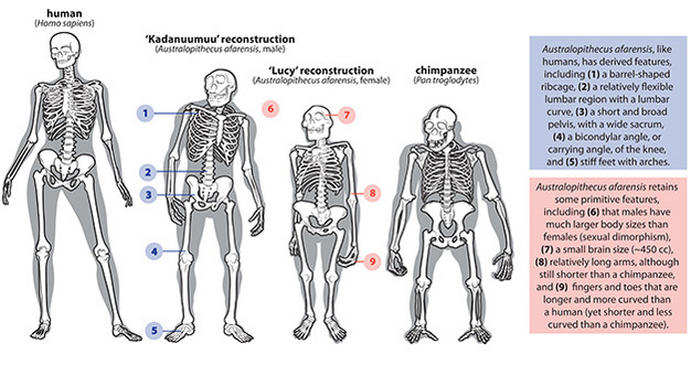 Skeleton of chimpanzee