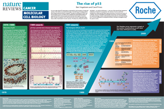 This large, text-rich infographic poster displays a timeline depicting the rise of our understanding of P53 and its associated publications. A timeline arrow with an upward path represents a graph of the number of publications focused on P53 each year since 1979 and is not to scale. The graph is shown as a straight, horizontal line from 1979 until 1989; it is shown as a steep diagonal line from 1989 until 1999, showing an upsurge in publications; it is shown as another straight, horizontal line from 1999 until 2009; after 2009, it ends with another diagonal line pointing upward. Major discoveries and experiments related to P53 are described in eras along the timeline.