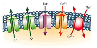 A schematic diagram shows cross sections of four different types of ion channels and a sodium-calcium exchanger in a plasma membrane as they are shuttling ions into and out of a cell. The channels include: two potassium channels, one sodium channel, and one calcium channel. The sodium-calcium exchanger transports both sodium and calcium.