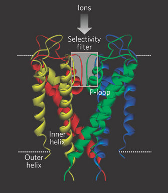 An X-ray crystal structure of a potassium channel is shown as a ribbon diagram. The channel is composed of four subunits, each depicted in a different color, surrounding a central pore that looks like a hollow black space at the center of the structure. Each subunit has an inner helix that faces the pore and an outer helix that is further from the pore. Ion flow is controlled by a selectivity filter, which is a gate-like structure in the pore.