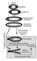 A schematic diagram shows a replication fork in four stages of destabilization. The replication fork is depicted as two concentric circles: the outer circle is black, and the inner circle is grey. A replication fork at the top of the diagram is labeled \"bubbles.\" Below it, a second, more elongated replication fork is labeled \"large Ys.\" Below it, a more elongated replication fork is labeled \"residual DNA synthesis.\" Below it, a fourth, equally elongated replication fork is labeled \"replisome disassembly.\" In all of the replication  forks, excluding the bottommost fork labeled \"replisome disassembly,\" a black circle is at the left and right side of each set of concentric circles. A shaded box is shown below the bottommost replication fork. In the top left of the box, a DNA structure is represented as two concentric circles. On the left side of the structure, the innermost concentric circle is bent and protruding into the hollow space inside the circles.