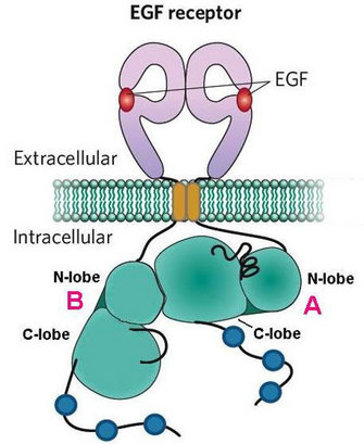 A schematic illustration shows how the EGF receptor (EGFR) dimerizes. The EGFR proteins are depicted in a plasma membrane, which is composed of phospholipids that form a bilayer. The extracellular regions of the two receptors are each bound to an EGF molecule, and the intracellular regions interact asymmetrically with each other. In the intracellular space, the N-terminal lobe of one EGFR is in contact with the C-terminal lobe of the other EGFR.