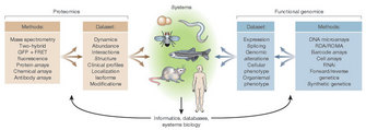 A schematic diagram uses boxes of text to show the methods and datasets for two different fields of study: proteomics and functional genomics. Illustrations of organisms in the center of the diagram represent different biological systems. These organisms include: a budding yeast cell; a worm; a fruit fly; a zebrafish; a mouse; and a human. Text at the bottom indicates that informatics, databases, and systems biology approaches can be used to analyze datasets generated by studies of these systems. Arrows show the relationships between the methods used to study the different systems, the datasets generated by those studies, and the different systems.