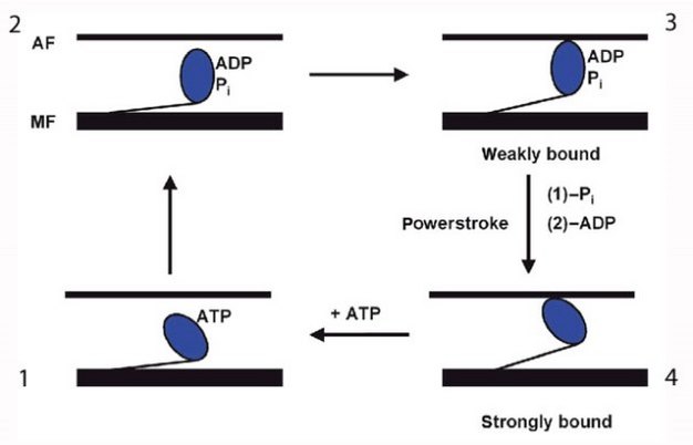 A four-part diagram shows how a myosin molecule pulls on an actin filament in a movement described as cross-bridge cycling. Myosin is represented by a blue oval on a thin black line that is attached at an acute angle to a thick horizontal line below it (myosin filament). Actin is represented by a thin black line above and parallel to the myosin filament. A set of four arrows represents the transitions between each of the four steps.