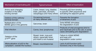 The typical tumors associated with six mechanisms of inactivating P53 and the effects of each type of inactivation are shown in this three-column table. Mechanisms of P53 inactivation are listed in six rows in the first column, typical tumors associated with each mechanism are listed in the second column, and the effects of each mechanism of inactivation are listed in the third column.