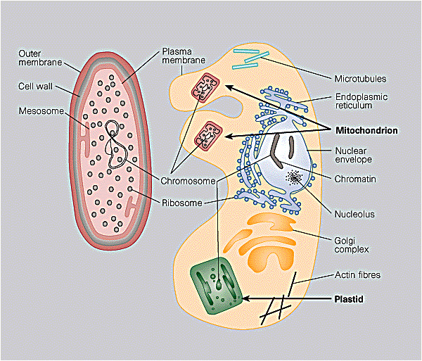 A diagram of a prokaryotic cell is shown beside a diagram of a eukaryotic cell. Major cell structures and organelles are labeled in both diagrams to compare the two cell types.
