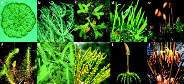 Ten photographs provide examples of diverse photosynthetic plant morphologies. Some plants pictured are simple and small, and were photographed using a microscope. Others are macroscopic and have elaborate reproductive structures or leaves.