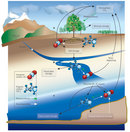 A diagram shows the interactions between plant, soil, river, and ocean systems during the carbon cycle. Arrows are used to represent storage or flow of inorganic carbon and organic carbon, or to give directionality to photosynthesis or decomposition processes between land plants, soil, aquatic systems, and the Earth's atmosphere.
