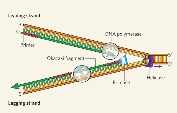 A schematic shows a linear DNA molecule undergoing replication: the proteins helicase, primase, and DNA polymerase are indicated on the DNA. Also shown are the RNA primer strands that are bound to each complementary strand of DNA. The direction that DNA polymerase adds new single-stranded DNA to these RNA scaffolds is represented by an arrow.