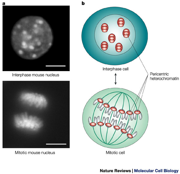 Two photomicrographs and an illustration show DNA during interphase and mitosis. On the left-hand side are two greyscale photomicrographs of fluorescently labeled DNA in mouse cells during interphase and mitosis. On the right-hand side are illustrations of a cell in interphase and a cell in mitosis. The pericentric heterochromatin is labeled in the illustrations.