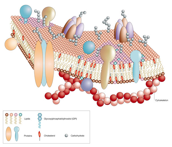 Un diagrama esquemático muestra un trozo de membrana plasmática en tres dimensiones. El diagrama incluye fosfolípidos, proteínas de membrana, colesterol, glicosilfosfatidilinositol (GPI) y carbohidratos.