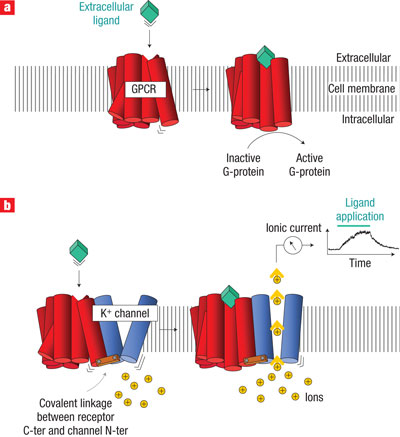 A two-part schematic shows a comparison between two different types of membrane receptors as they respond to an extracellular signal. In panel A, an extracellular ligand binds to a G-protein-coupled receptor and initiates a relatively slow activation sequence. In panel B, an extracellular ligand binds to an ion channel receptor and initiates a much more rapid electrical response. In both illustrations, each protein receptor is shown embedded in a simplified cell membrane, and the cell membrane is represented as a strip of parallel, vertical grey lines. The area above the membrane represents the extracellular environment, and the area below the membrane represents the intracellular environment, or the area contained inside the cell. The G-protein-coupled receptor and the ion channel receptor both span the cell membrane multiple times and have extracellular and intracellular regions.