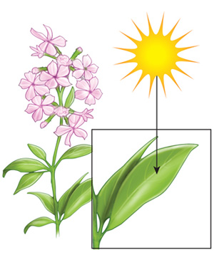 An illustration shows a flowering plant adjacent to the sun. An inset box in the lower left corner shows a close up view of a single leaf. In this box an arrow points from the sun to the leaf's surface.