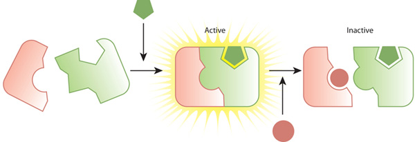 A three-part schematic shows two types of interactions between an enzyme and a substrate: one when the enzyme is bound by an activator molecule and one when the enzyme is bound by an inhibitor molecule. The representation of these processes is shown with interacting complementary puzzle piece shapes.