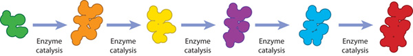 A schematic shows how an enzyme can catalyze the transformation of one molecule to another multiple times during the course of a biological reaction.  A molecule is shown here seven times as a globular structure: each of the seven versions of the molecule is a different color and has a slightly different shape, and each new conformation is separated from the one before it by an arrow labeled enzyme catalysis.