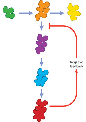 A schematic shows a globular macromolecule transforming during a reaction, catalyzed by an enzyme at each step of its transformation. A negative feedback signal is represented by a red arrow looping back to an earlier stage of the enzymatic reaction.