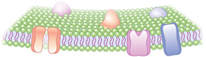 A schematic shows a cross-section of a cell membrane, which is made up of phospholipids that form a bilayer. Each phospholipid molecule is shown as a round phospholipid head with two squiggly fatty acid tails extending from it. A sheet-like layer of phospholipid molecules is positioned opposite and above a second sheet-like layer of phospholipid molecules. Fatty acid tails from the top and bottom layers extend into the center space so that the tails from the top layer meet the tails from the bottom layer; their phospholipid heads form the top and bottom surface of the bilayer. Six proteins of various shapes and sizes span the width of the membrane. Some form channels within the phospholipid bilayer.