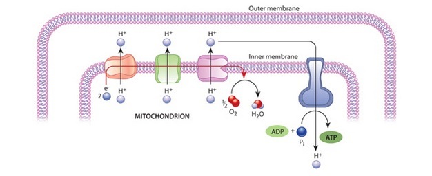 A schematic diagram shows how ATP is generated in mitochondria. The diagram includes a section of the inner and outer membranes of a mitochondrion, the proteins in the electron transport chain, and ATP synthase. The flow of electrons and protons is shown with arrows, and chemical reactions are shown inside the mitochondrial matrix.